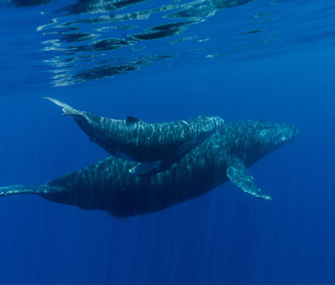 Plongée à l'île de La Réunion avec Wulfy Diving