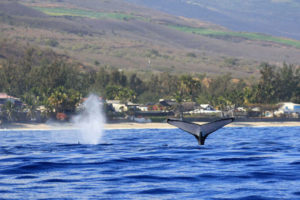 En hiver à La Réunion, il est possible d'observer les baleines qui dansent